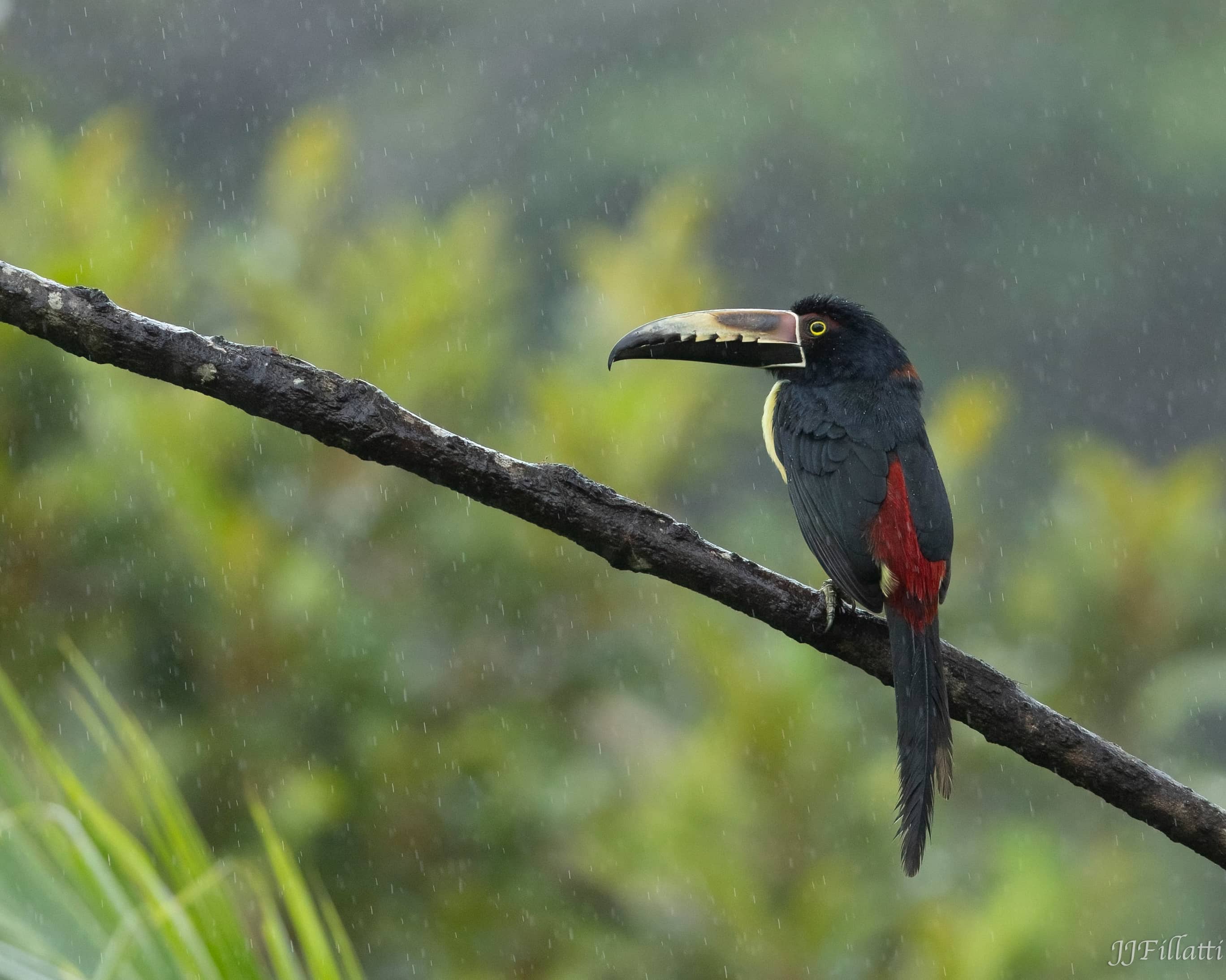 bird of Costa Rica image 7